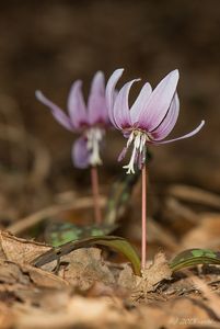 Kandík psí zub  (Erythronium dens-canis)