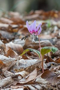 Kandík psí zub  (Erythronium dens-canis)