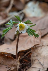 Sasanka hajní (Anemone nemorosa)