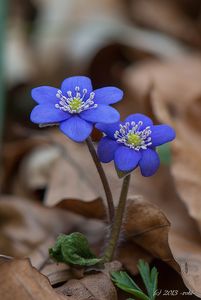 Jaterník podléška (Hepatica nobilis Mill.)