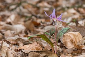 Kandík psí zub  (Erythronium dens-canis)