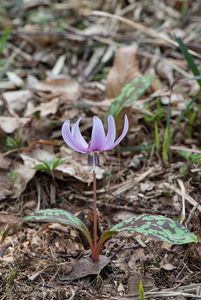 Kandík psí zub  (Erythronium dens-canis)