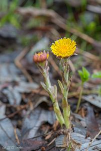 Podběl lékařský (Tussilago farfara)