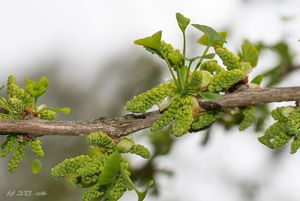 Jinan dvoulaločný (Ginko biloba)