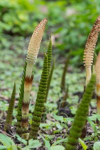 Přeslička největší (Equisetum telmateia Ehrh.)