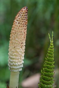 Přeslička největší (Equisetum telmateia Ehrh.)