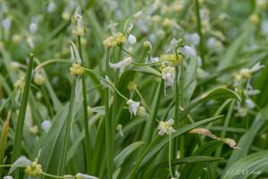 Česnek podivný (Allium paradoxum)