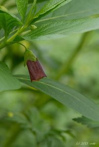 Pablen kraňský (Scopolia carniolica)