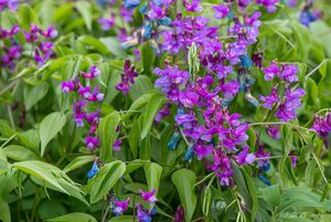 Hrachor jarní (Lathyrus vernus)