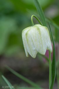 Řebčík kostkovaný (Fritillaria meleagris )