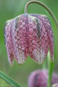 Řebčík kostkovaný (Fritillaria meleagris )