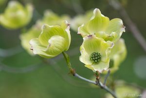 Dřín květnatý (Cornus florida)