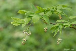 Klokoč zpeřený (Staphylea pinnata L.)