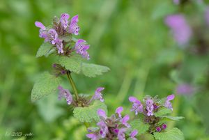 Hluchavka nachová  (Lamium purpureum)