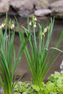 Bledule letní (Leucojum aestivum)