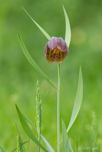 Řebčík kostkovaný (Fritillaria meleagris )