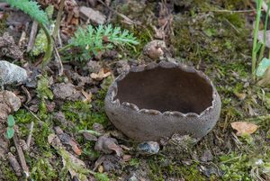 Chřapáč kalíškovitý - Helvella leucomelaena  (Pers.) Nannf. 1941