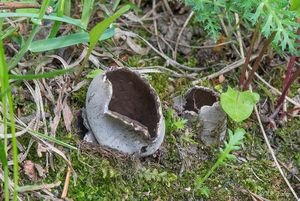 Chřapáč kalíškovitý - Helvella leucomelaena  (Pers.) Nannf. 1941