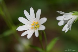 Ptačinec velkokvětý (Stellaria holostea)