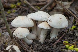 Čirůvka májovka - Calocybe gambosa (Fr.) Donk 1962