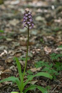 Vstavač nachový (Orchis purpurea Huds.)