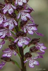 Vstavač nachový (Orchis purpurea Huds.)