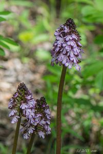 Vstavač nachový (Orchis purpurea Huds.)