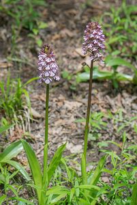 Vstavač nachový (Orchis purpurea Huds.)