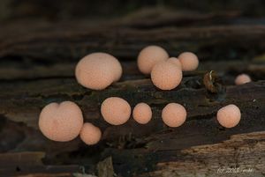 Vlčí mléko červené - Lycogala epidendrum (J.C. Buxb. ex L.) Fr.