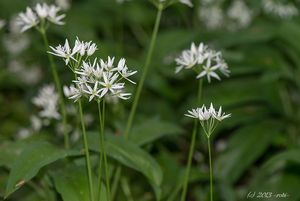 Česnek medvědí (Allium ursinum L.)