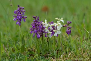 Vstavač kukačka  (Orchis morio L.)