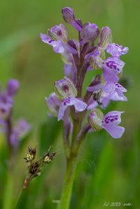 Vstavač kukačka  (Orchis morio L.)