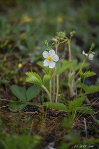 Jahodník obecný (Fragaria vesca)