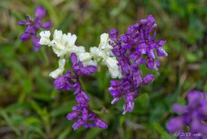 Vstavač kukačka  (Orchis morio L.)