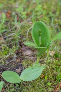 Bradáček vejčitý (Listera ovata)