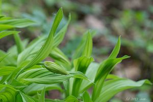 Střevíčník pantoflíček (Cypripedium calceolus)