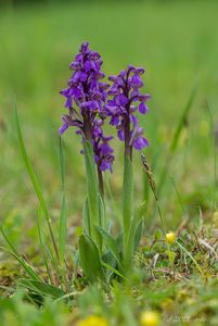 Vstavač kukačka  (Orchis morio L.)