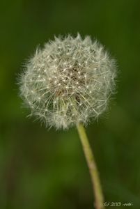 Smetánka lékařská (Taraxacum officinale)