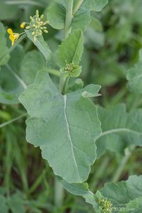 Řepka olejka (Brassica napus)