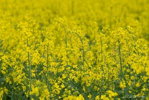 Řepka olejka (Brassica napus)