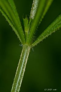 Svízel přítula (Galium aparine)