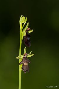 Tořič hmyzonosný (Ophrys insectifera L.)