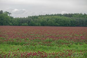 Jetel inkarnát (Trifolium incarnatum)