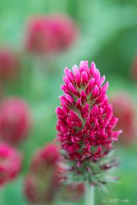 Jetel inkarnát (Trifolium incarnatum)