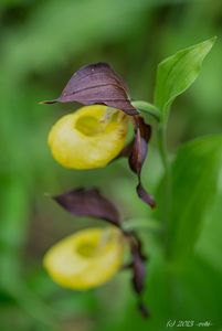 Střevíčník pantoflíček (Cypripedium calceolus)