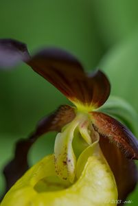 Střevíčník pantoflíček (Cypripedium calceolus)