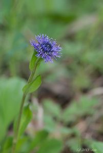 Koulenka prodloužená (Globularia bisnagarica)