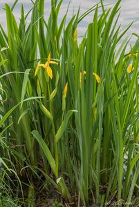 Kosatec žlutý (Iris pseudacorus L.)