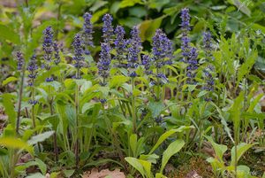 Zběhovec lesní (Ajuga genevensis)