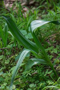 Ocún jesenní (Colchicum autumnale L.)